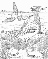 A coloring page of nature in africa